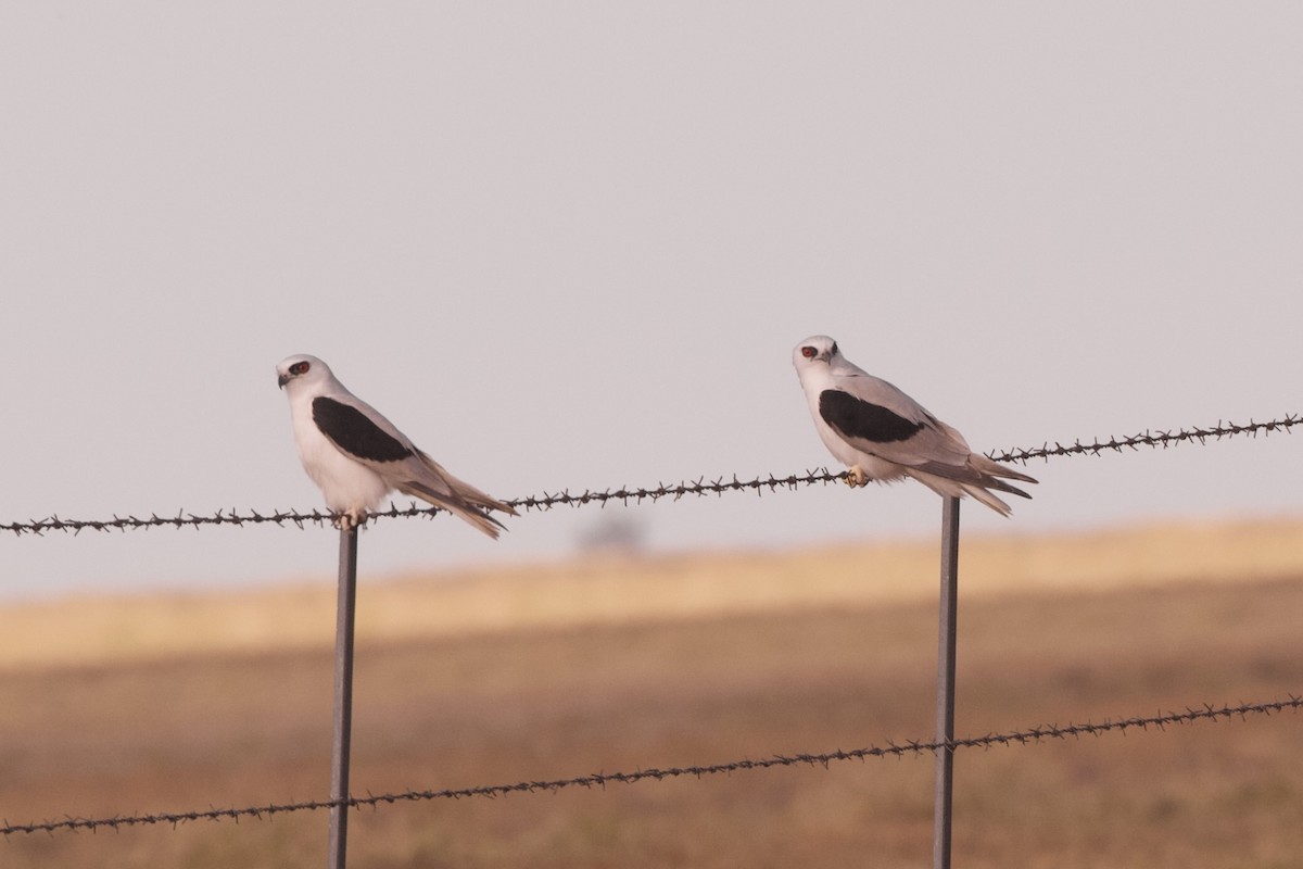 Letter-winged Kite - ML636985829