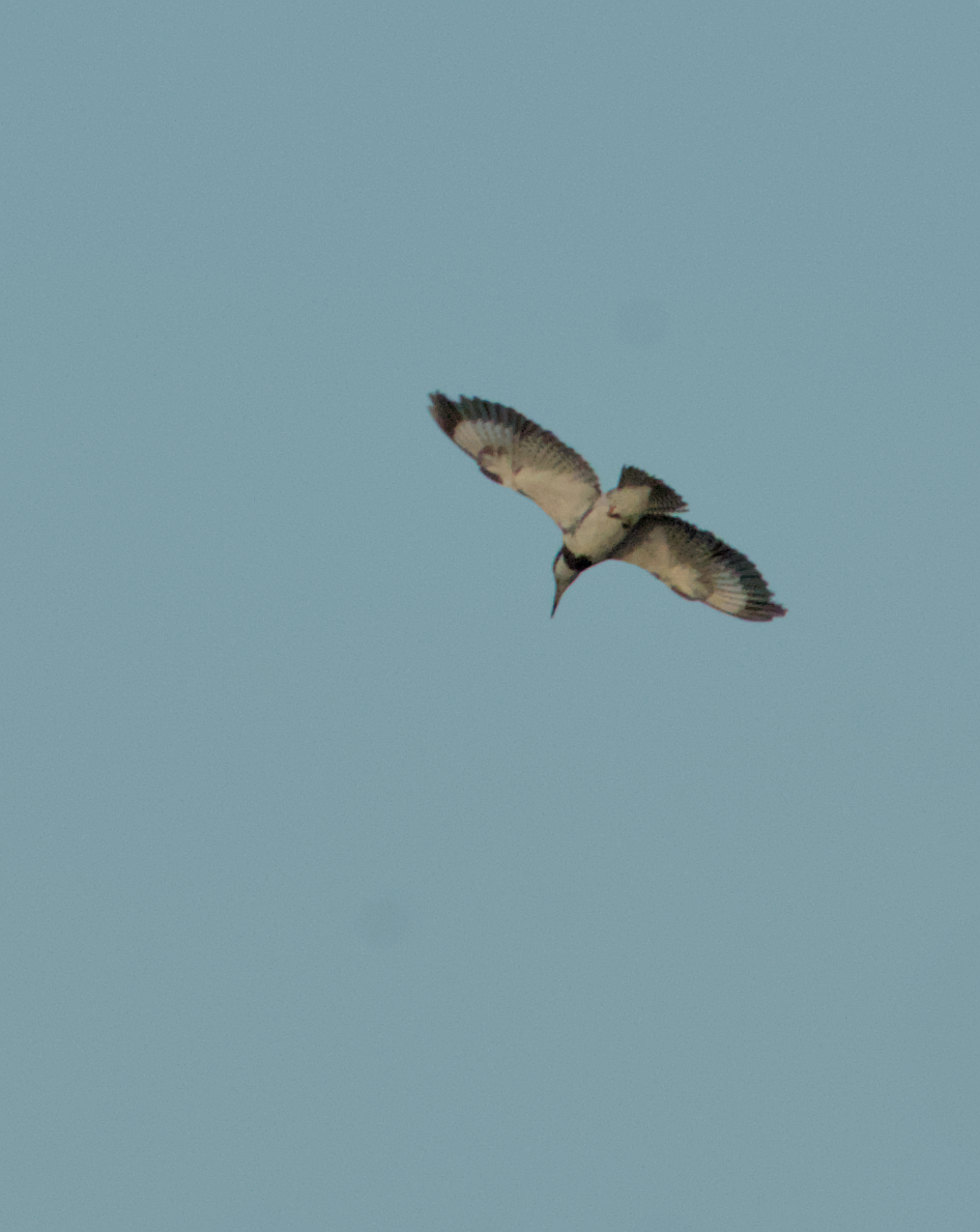 Belted Kingfisher - ML636985830
