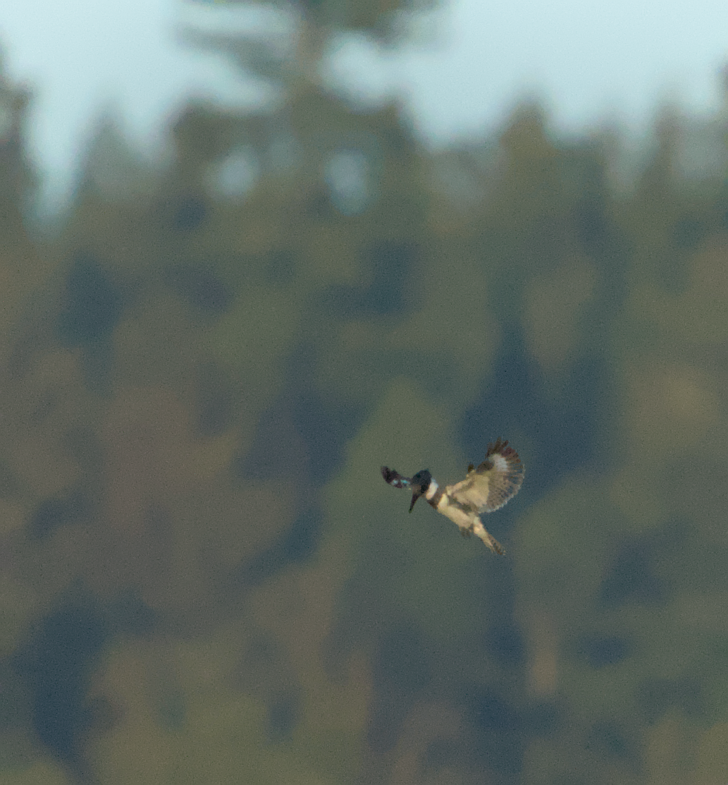 Belted Kingfisher - ML636985848