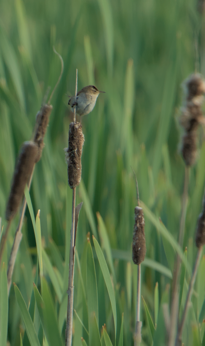 Marsh Wren - ML636985869
