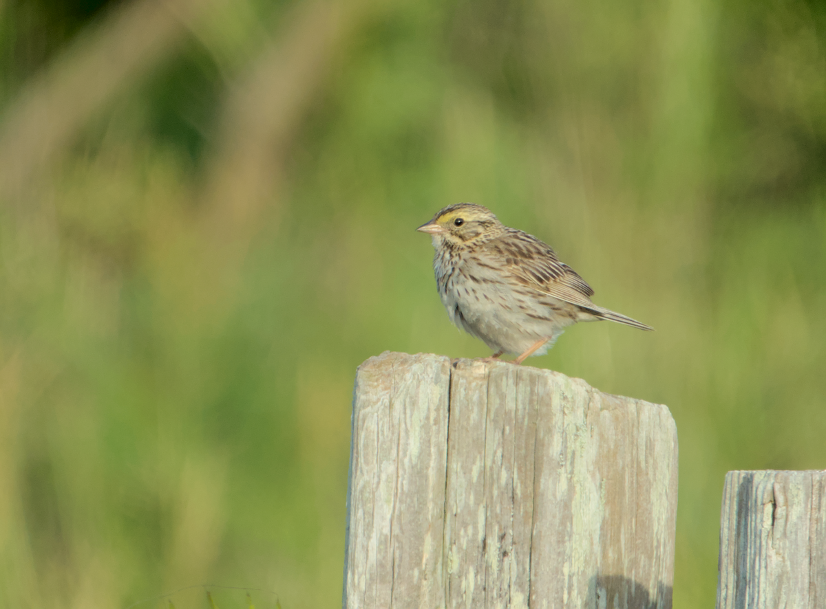 Savannah Sparrow - ML636985888