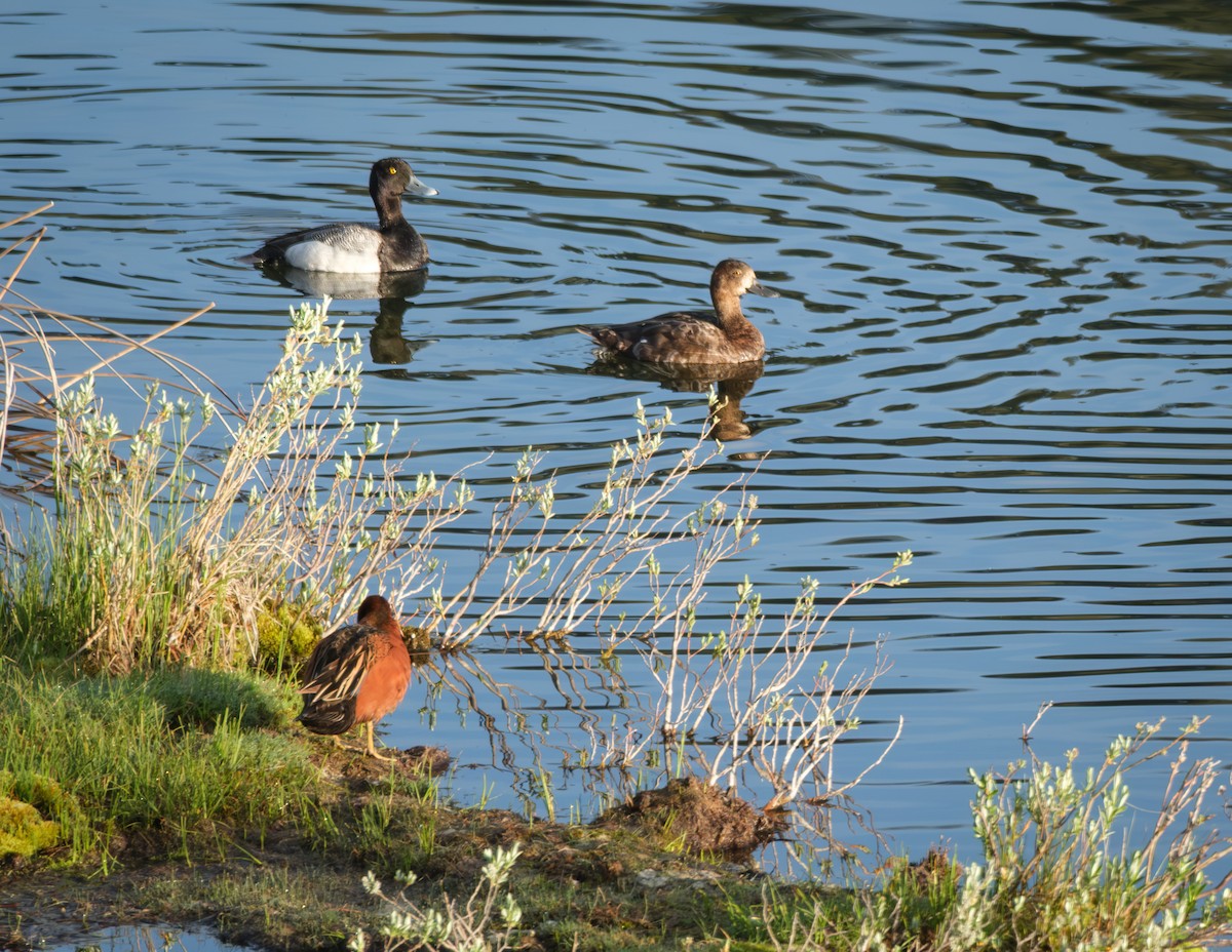 Lesser Scaup - ML636985894
