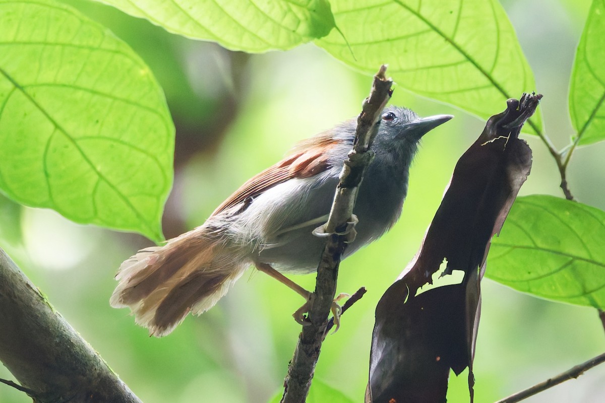 Chestnut-winged Babbler - ML636985904
