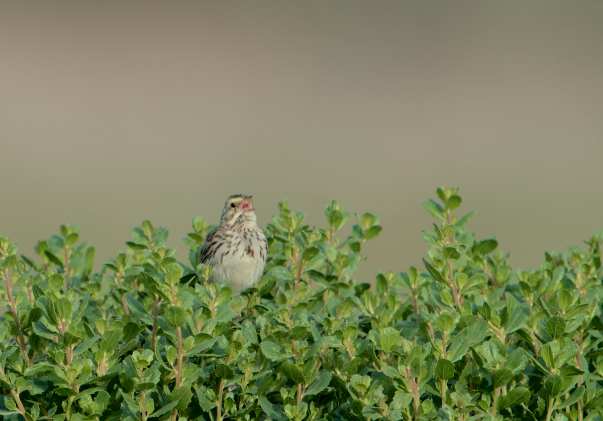 Savannah Sparrow - ML636985905