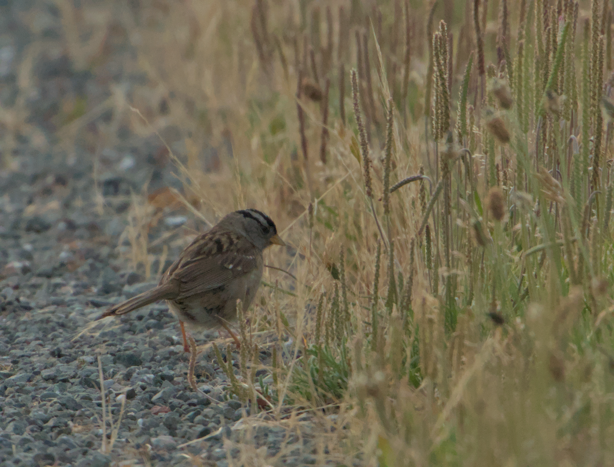 White-crowned Sparrow - ML636985906