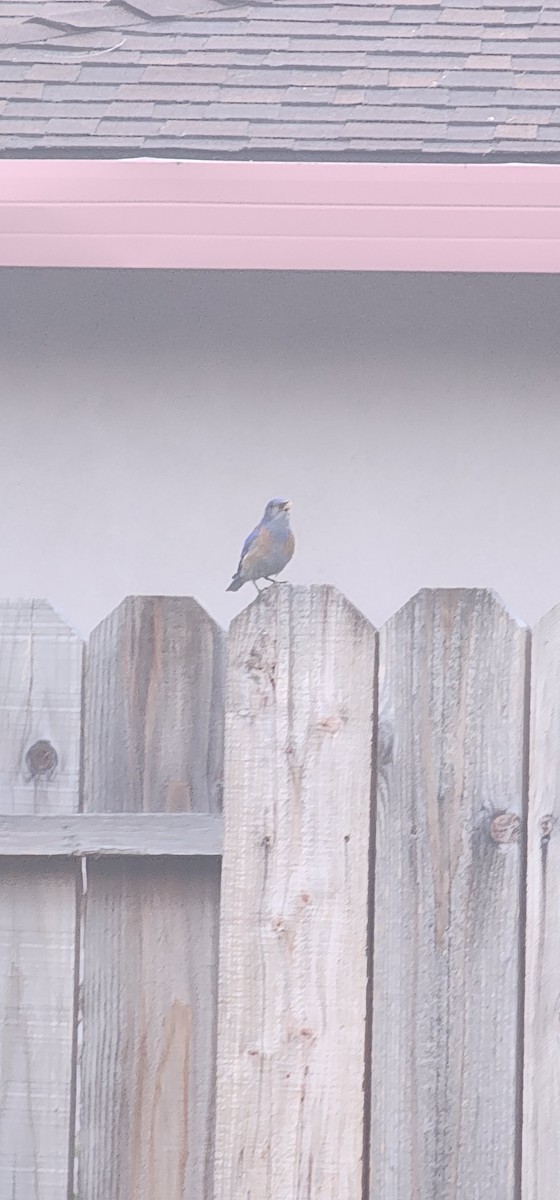 bluebird sp. - ML636985910