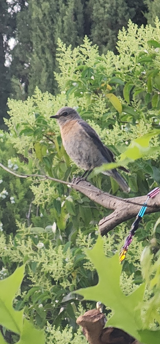 bluebird sp. - ML636985915