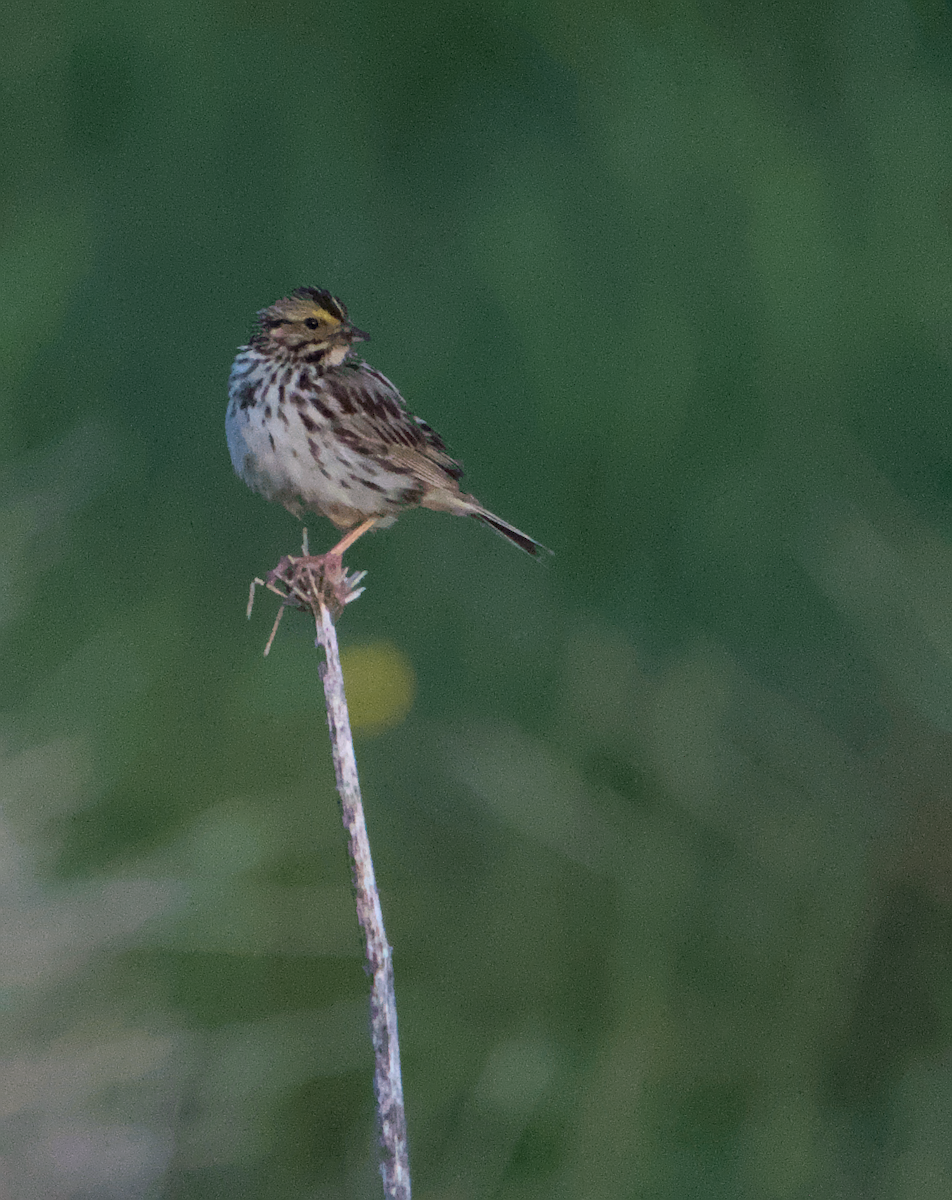 Savannah Sparrow - ML636985919