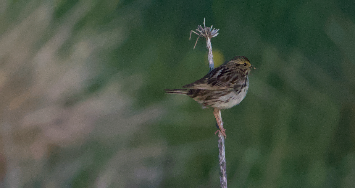 Savannah Sparrow - ML636985923
