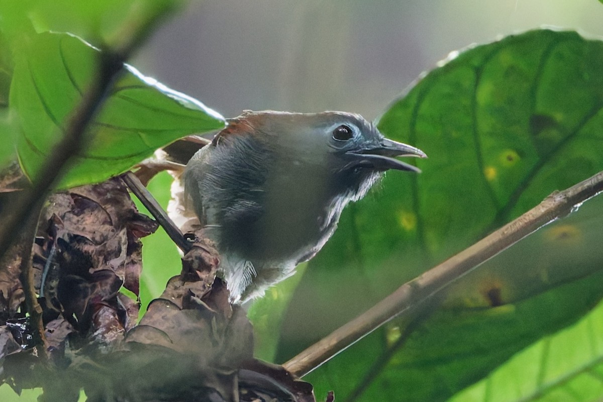 Chestnut-winged Babbler - ML636985937