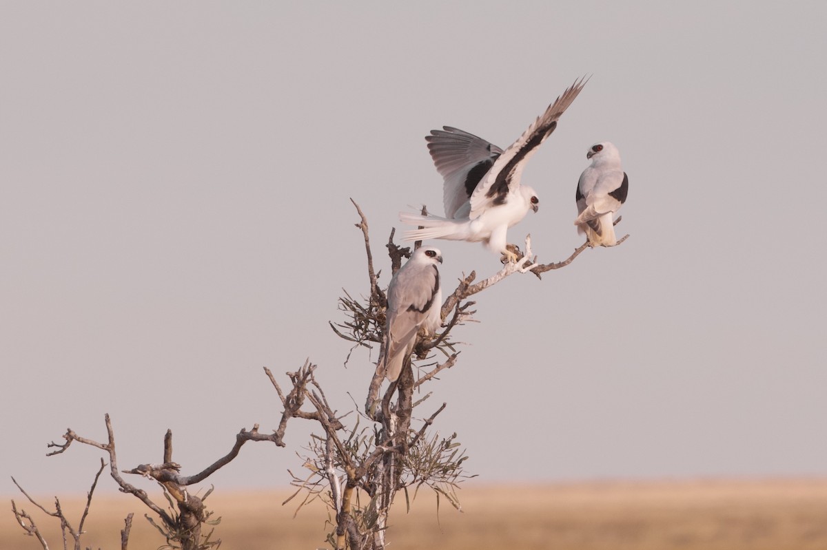 Letter-winged Kite - ML636985941