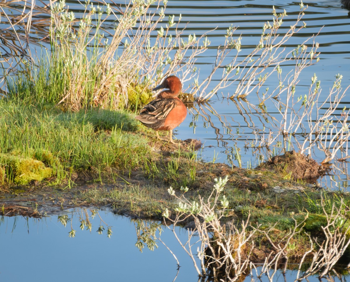 Cinnamon Teal - ML636985995