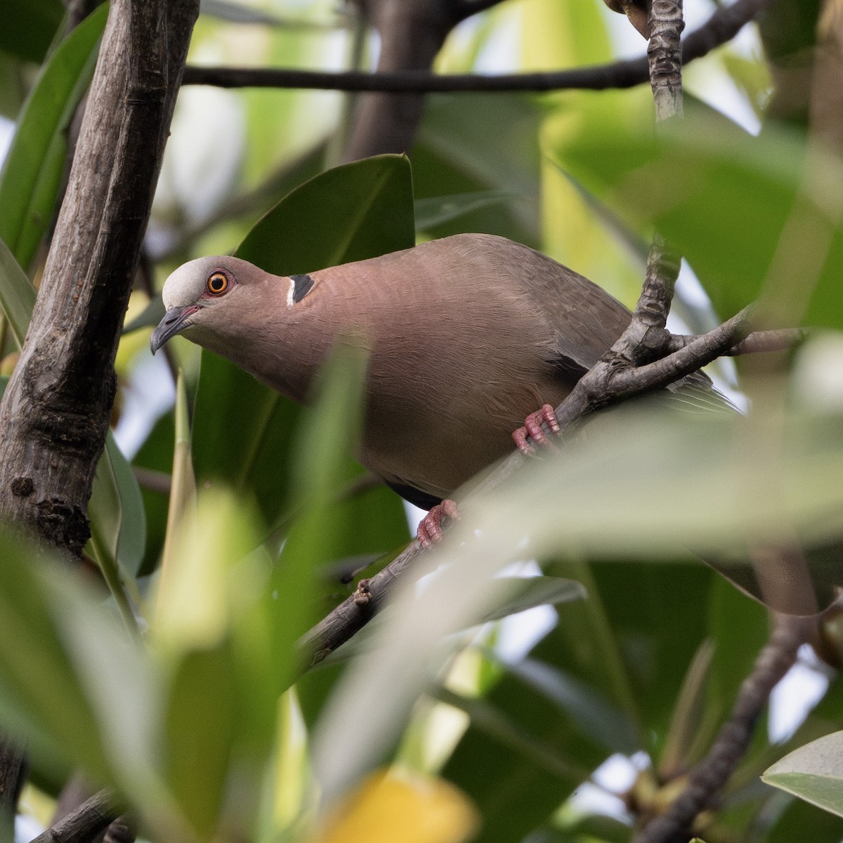 Sunda Collared-Dove - ML636986018