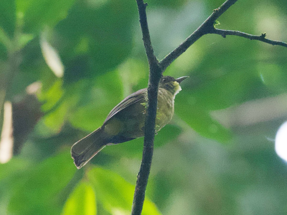 Finsch's Bulbul - ML636986029