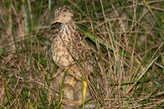 dropík australský - ML636986033