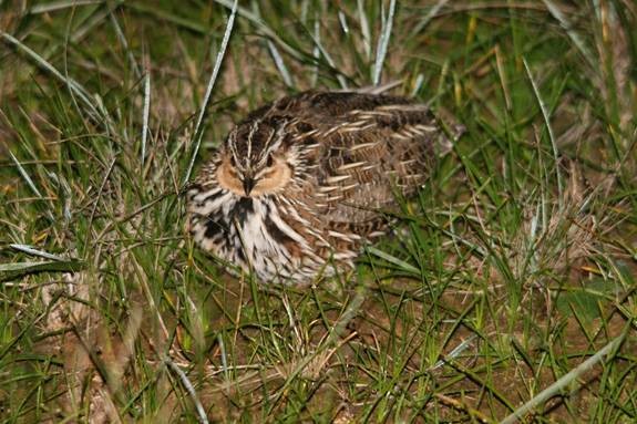 dropík australský - ML636986034