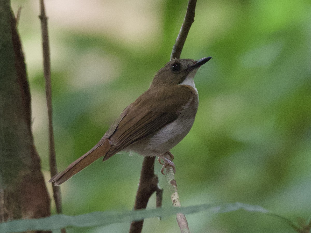 Gray-chested Jungle Flycatcher - ML636986041