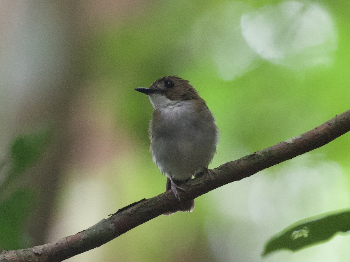 Gray-chested Jungle Flycatcher - ML636986042