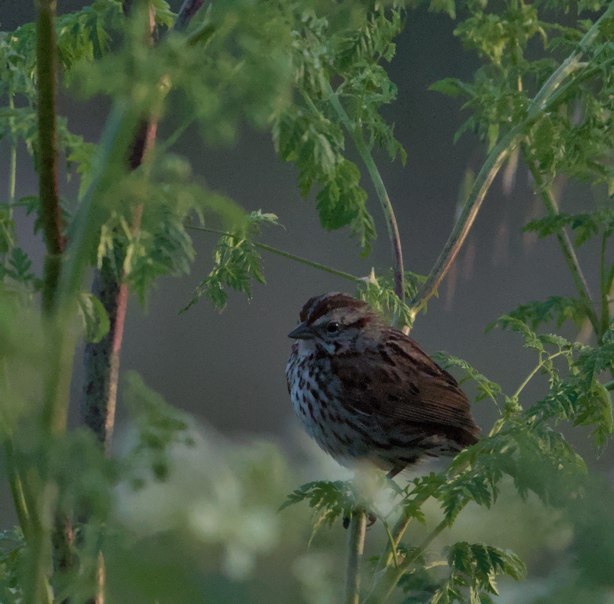 Song Sparrow - ML636986043