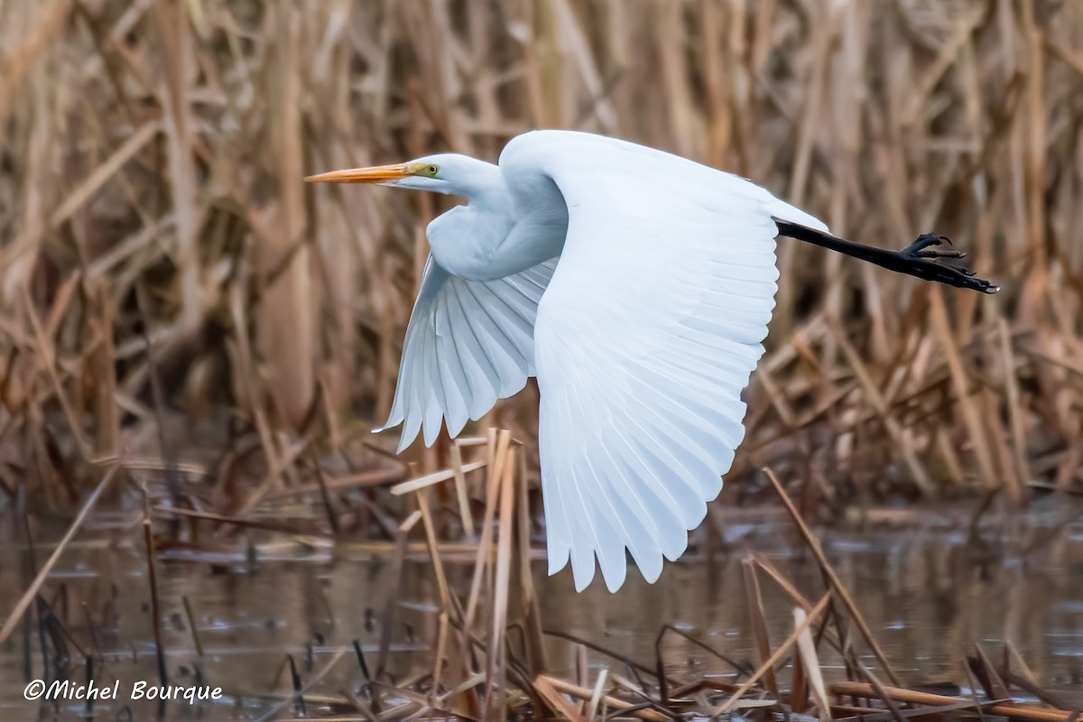 Great Egret - ML636986173