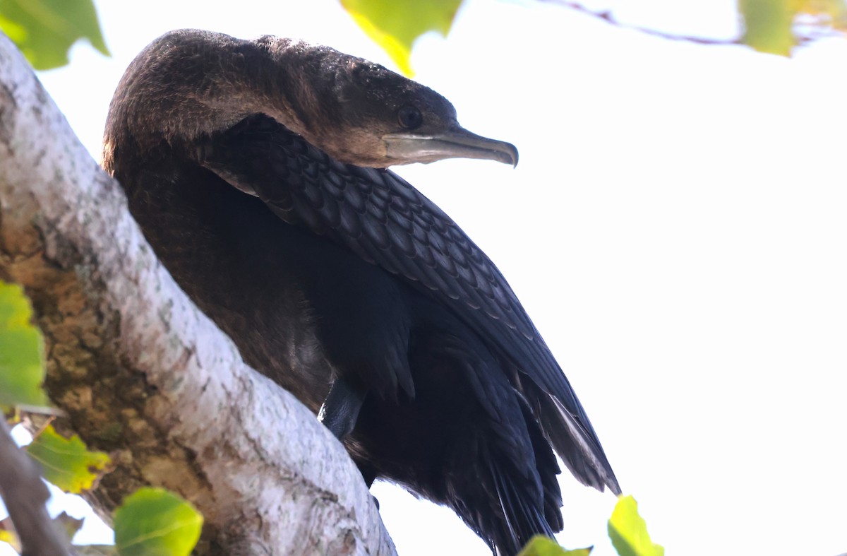Cormoran noir - ML636986188