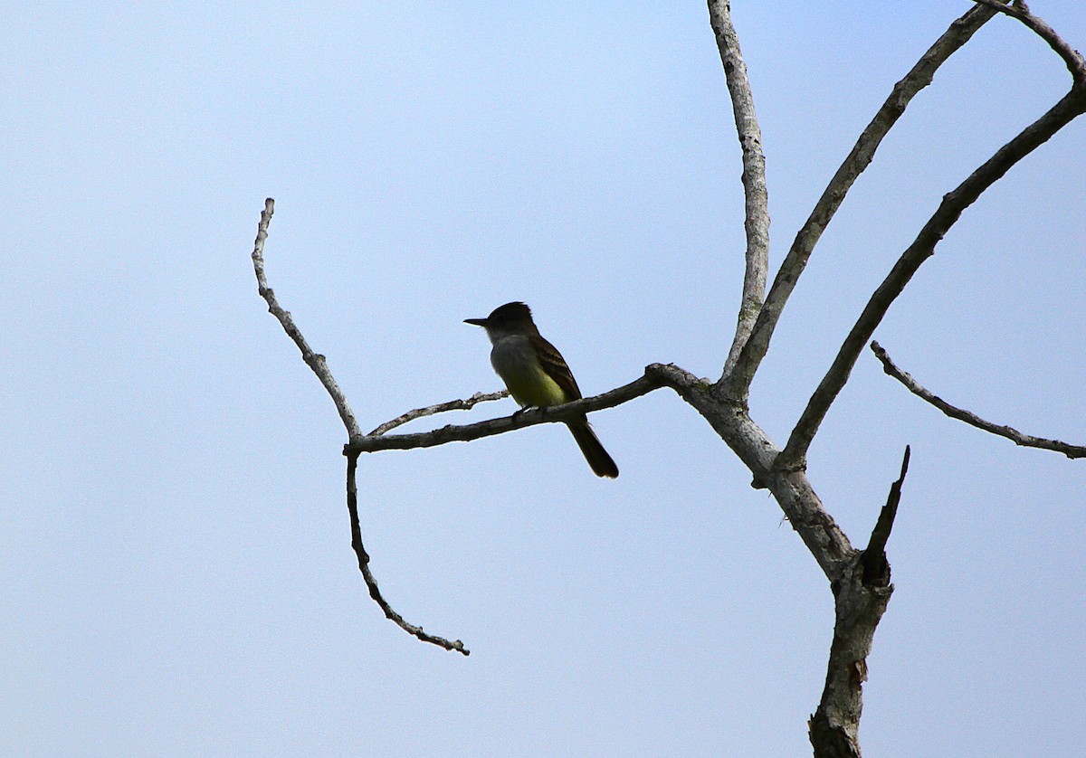 Stolid Flycatcher - ML636986191