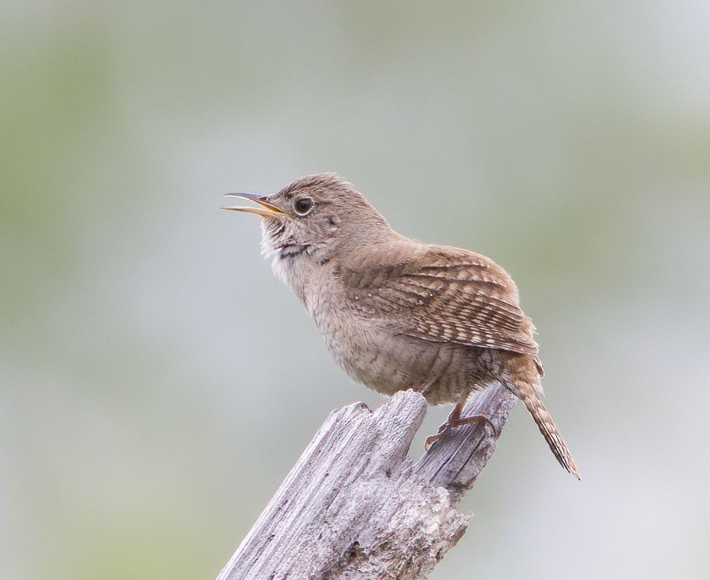 Northern House Wren - ML636986248
