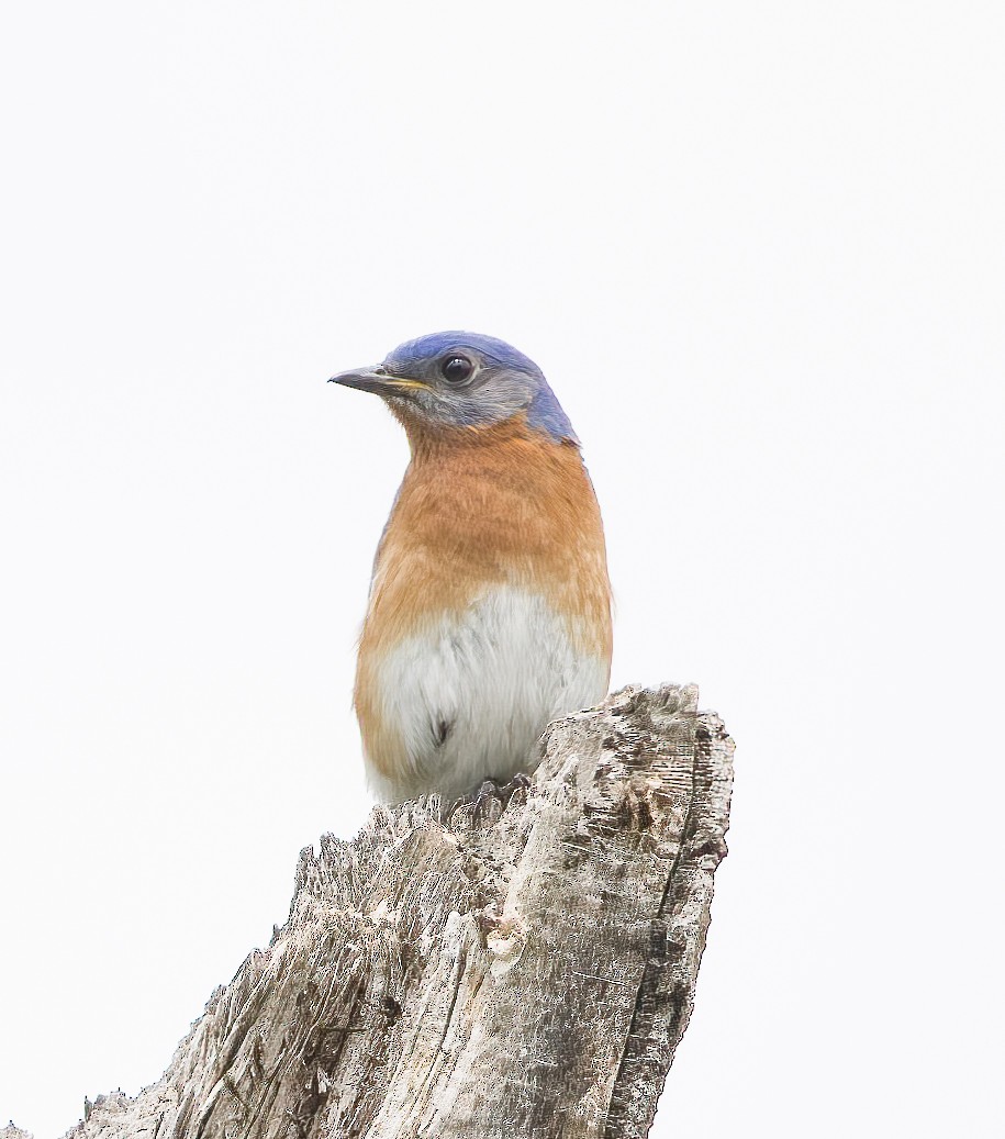 Eastern Bluebird - ML636986269