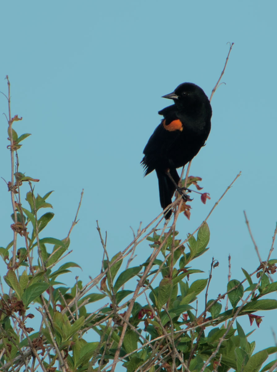 Red-winged Blackbird - ML636986281