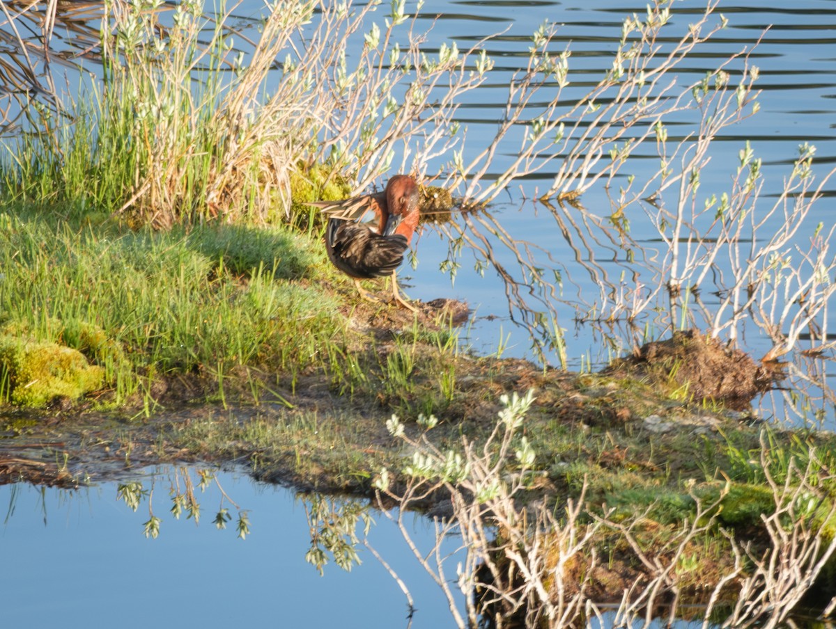 Cinnamon Teal - ML636986301