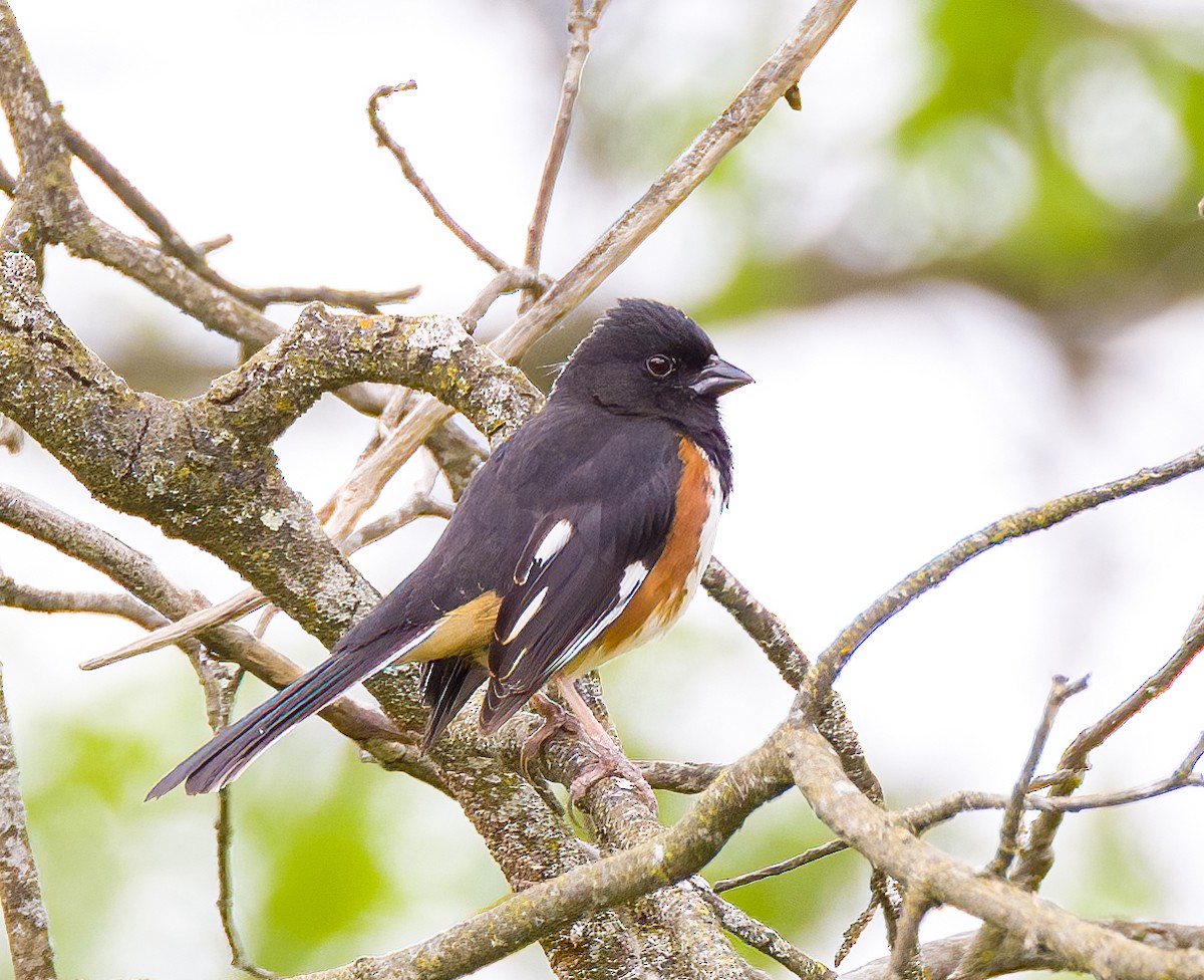 Eastern Towhee - ML636986304