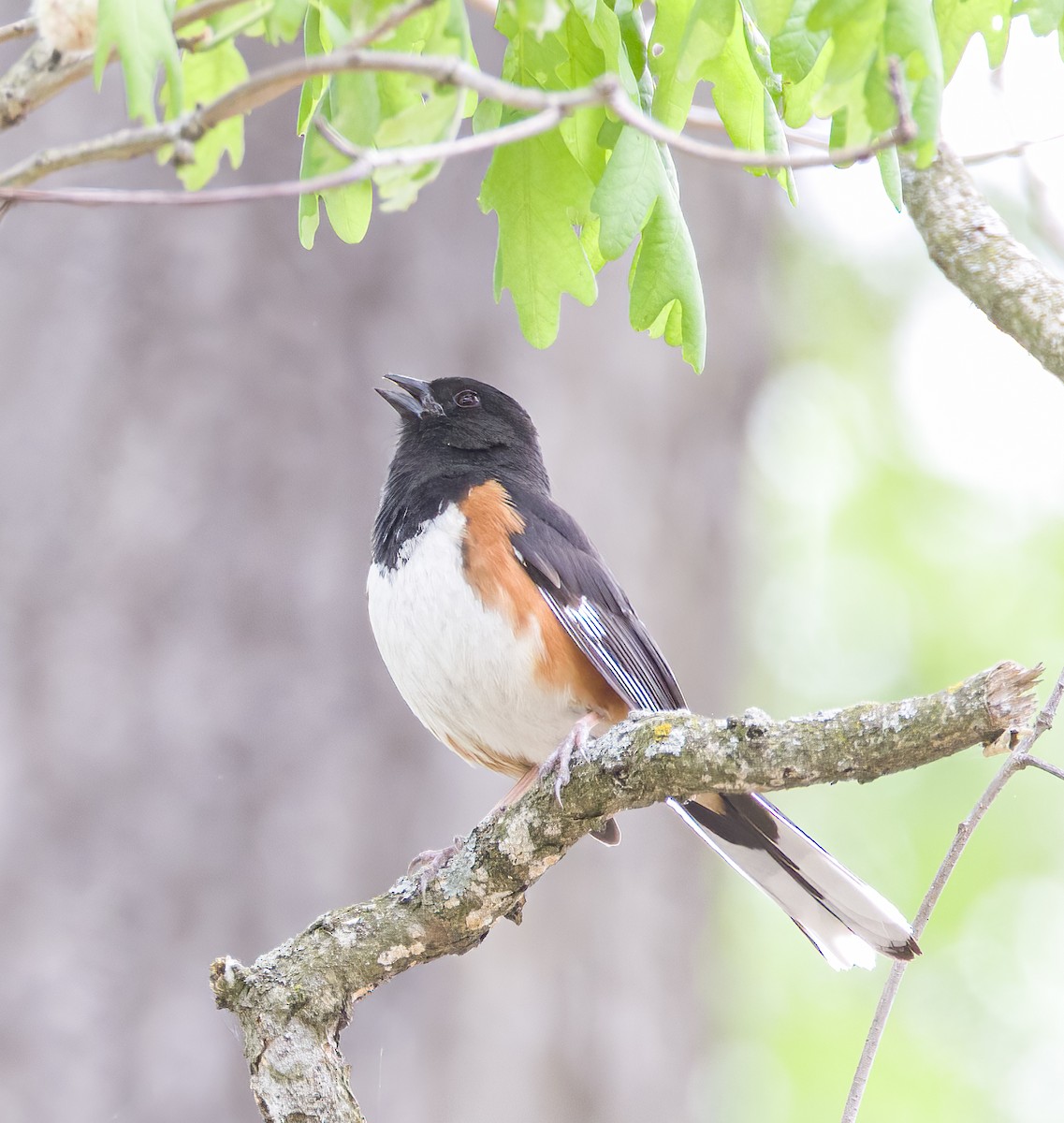 Eastern Towhee - ML636986307