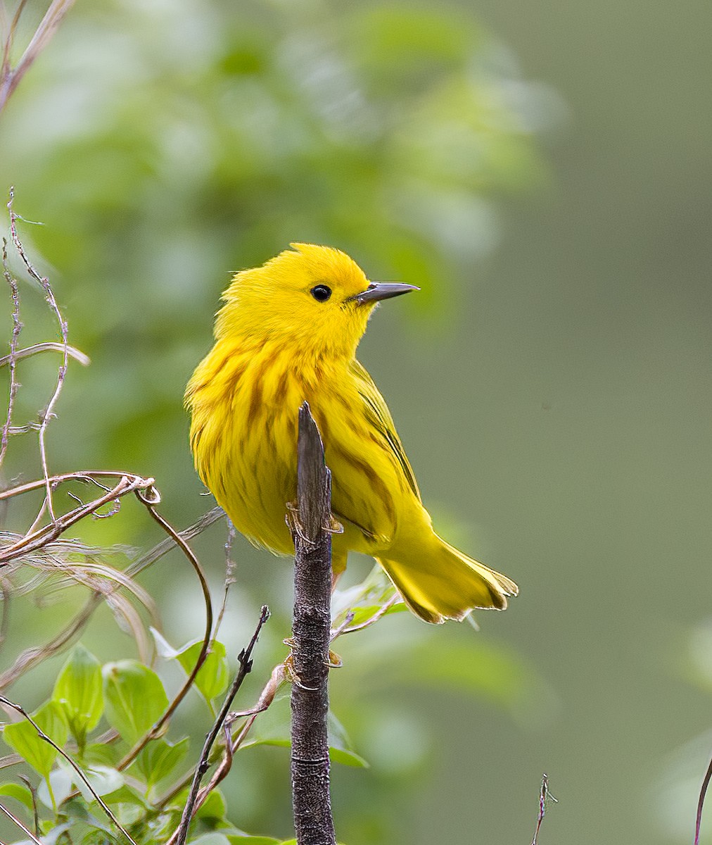 Northern Yellow Warbler - ML636986327