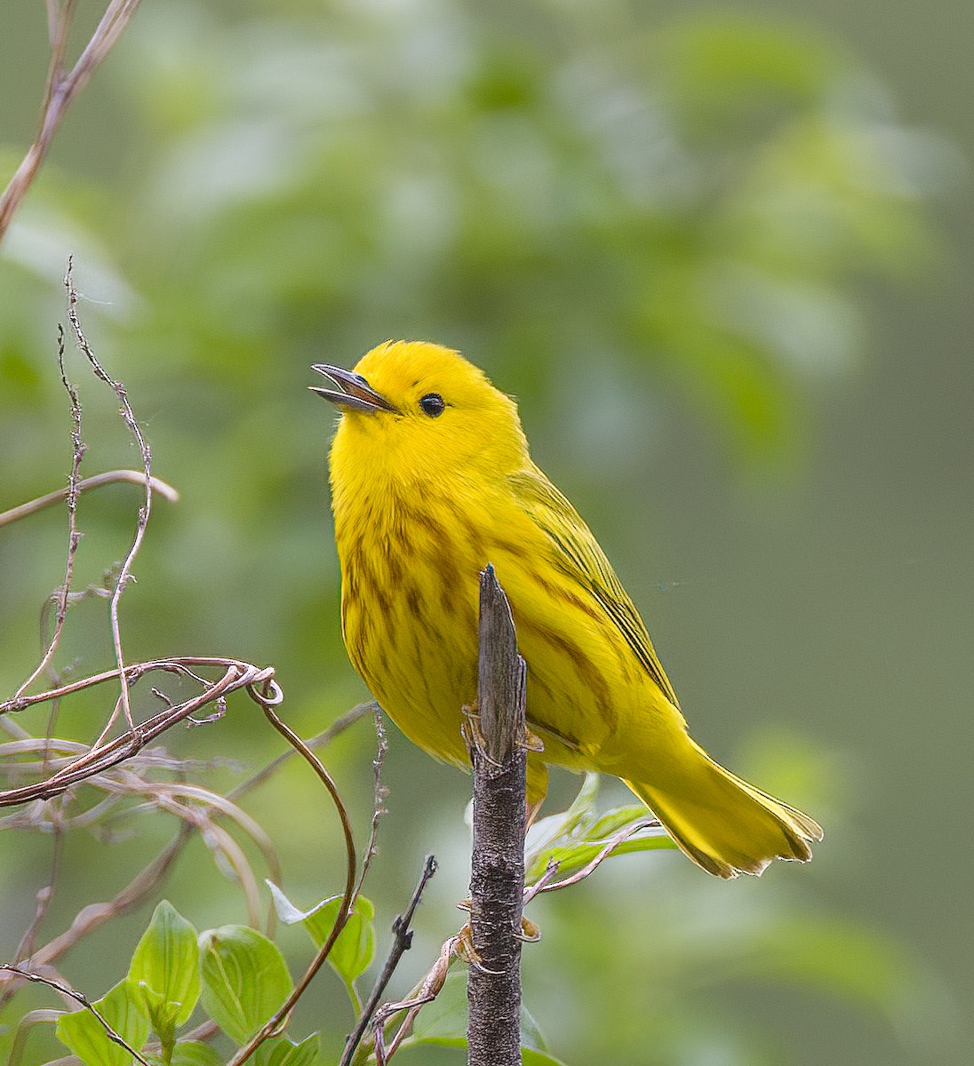 Northern Yellow Warbler - ML636986335
