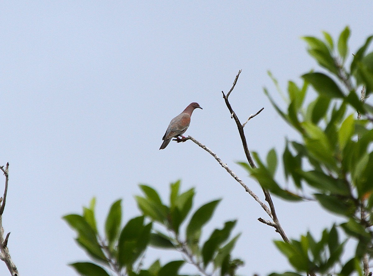 Plain Pigeon - ML636986344