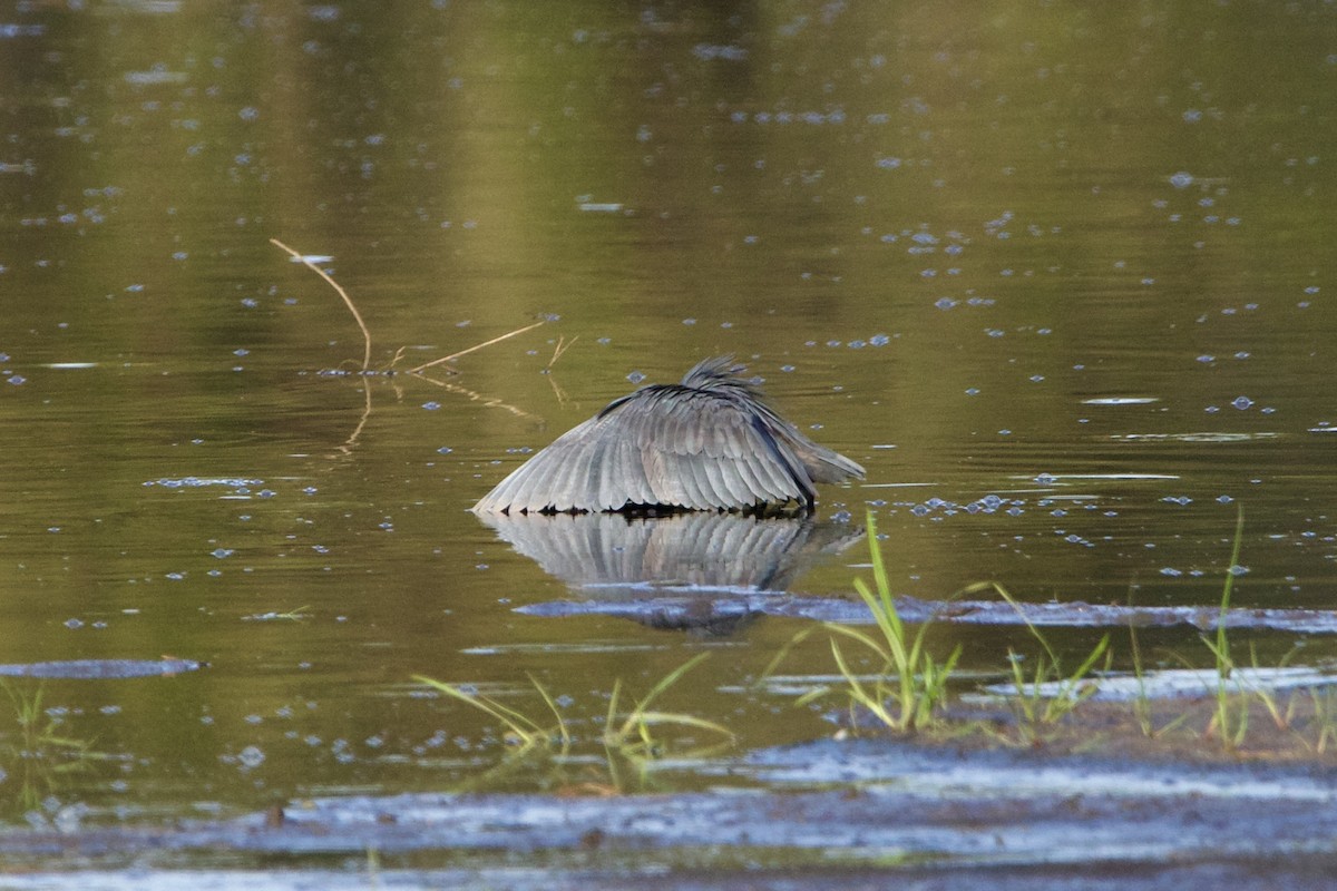 Black Heron - ML636986358