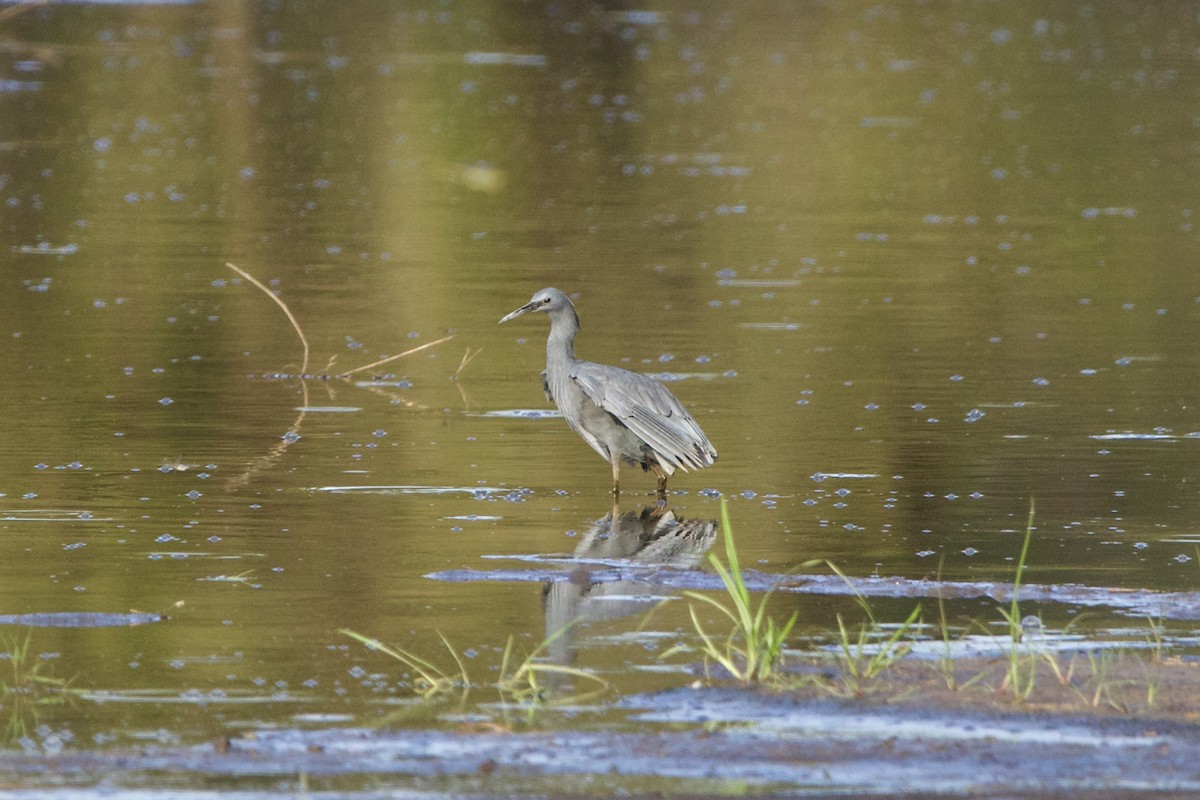 Black Heron - ML636986359