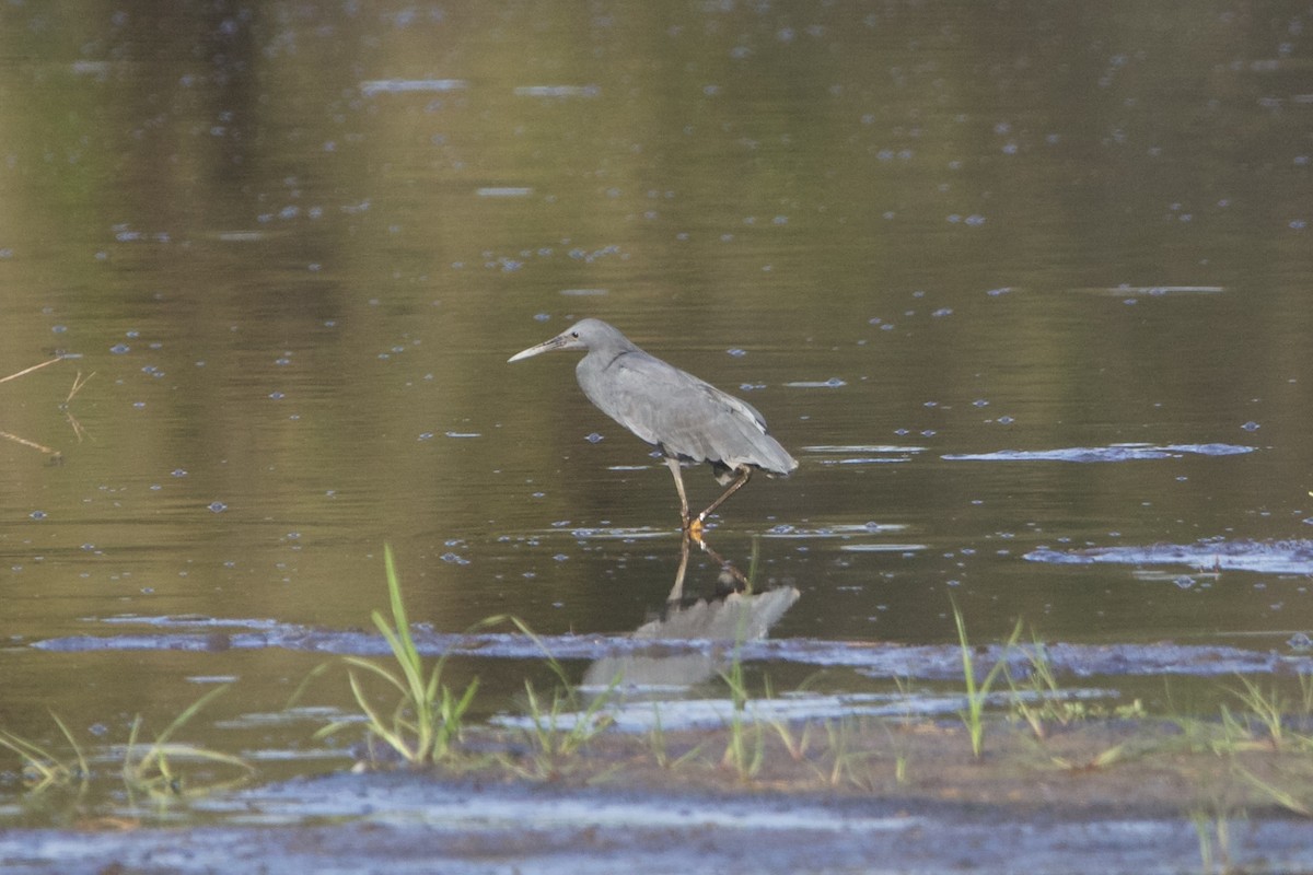 Black Heron - ML636986360