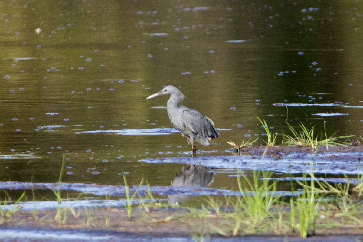 Black Heron - ML636986361