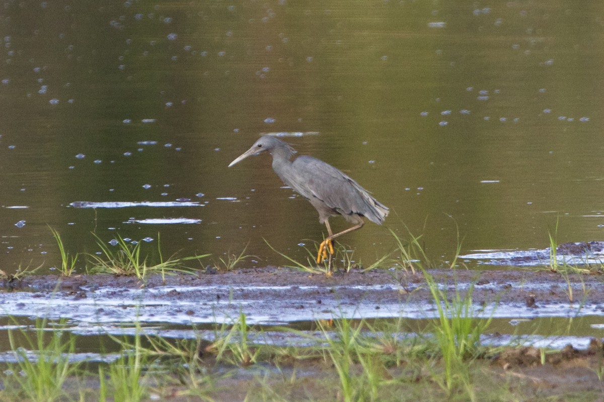 Black Heron - ML636986362