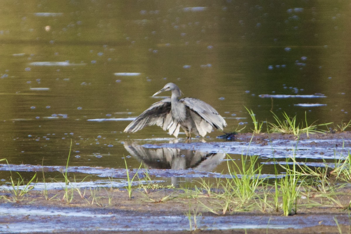 Black Heron - ML636986363