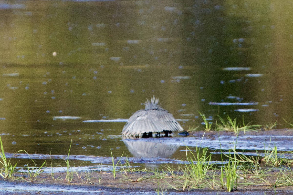 Black Heron - ML636986364