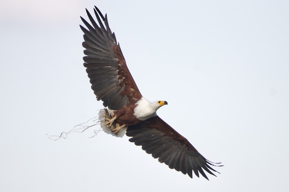 African Fish-Eagle - ML636986383