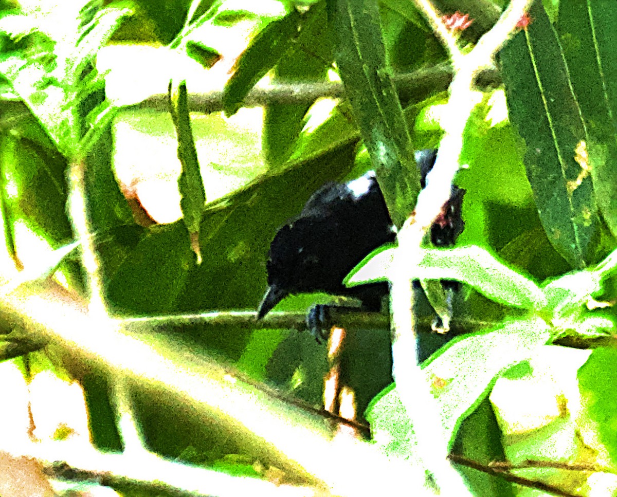 Jet Antbird - ML636986394