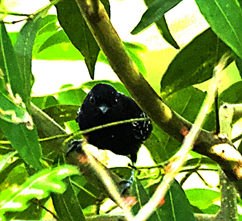 Jet Antbird - ML636986395
