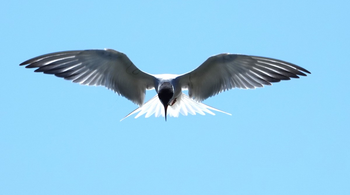 Common Tern - ML636986453