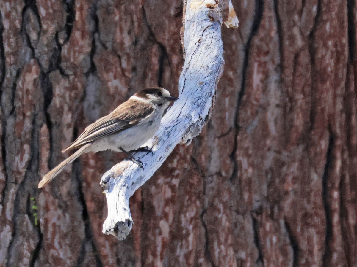 Canada Jay (Pacific) - ML636986507