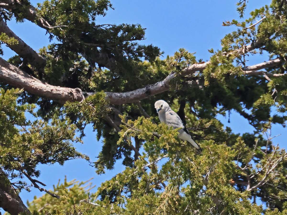 Clark's Nutcracker - ML636986509