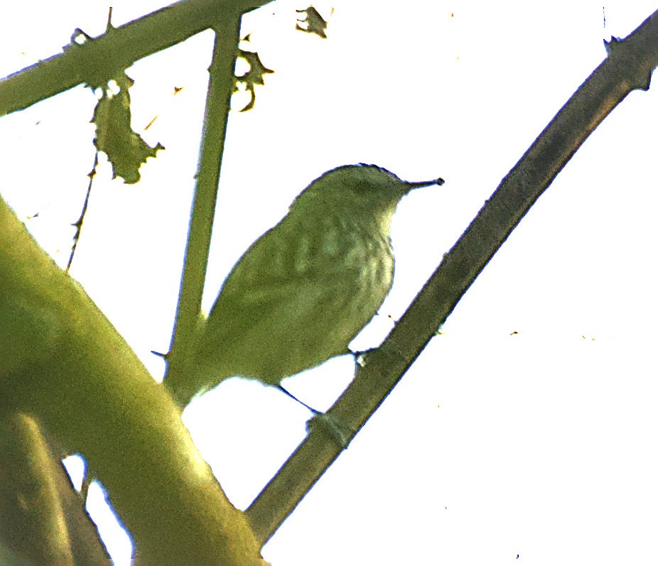 Pacific Antwren - ML636986515