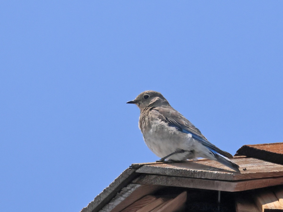 Mountain Bluebird - ML636986518